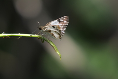 Heliopetes omrina
