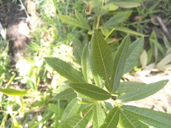 Searsia discolor