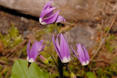 Primula jeffreyi