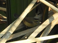 Acrocephalus bistrigiceps