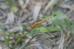 Erythrodiplax nigricans