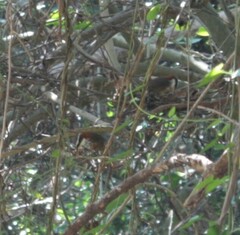 Pomatorhinus musicus