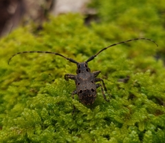 Mesosa curculionoides