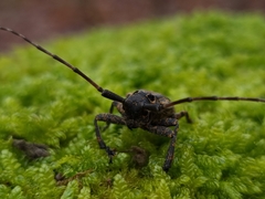 Mesosa curculionoides