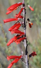 Penstemon centranthifolius