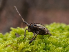 Mesosa curculionoides