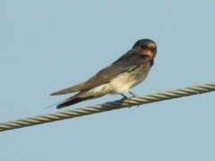 Hirundo rustica gutturalis