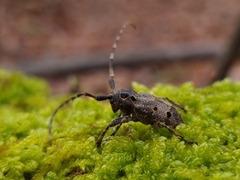 Mesosa curculionoides