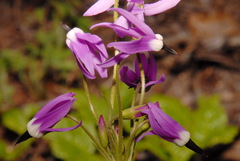 Primula jeffreyi