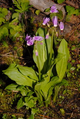 Primula jeffreyi