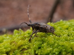 Mesosa curculionoides