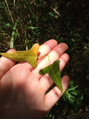 Araujia angustifolia
