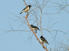 Gracupica floweri