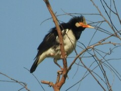 Gracupica floweri