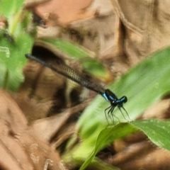 Prodasineura collaris