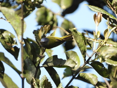 Conirostrum albifrons