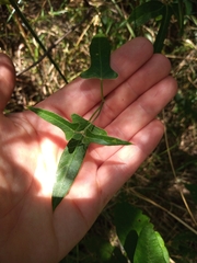 Araujia angustifolia