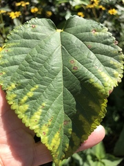 Paracercosporidium microsorum