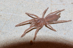 Chilobrachys