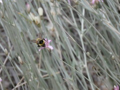 Bombus opifex