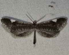 Macrosoma heliconiaria