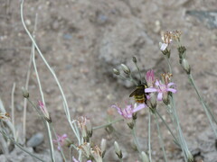 Bombus opifex