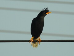 Acridotheres grandis