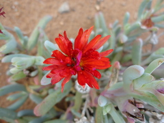 Malephora purpureocrocea