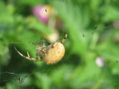 Araneus pallidus