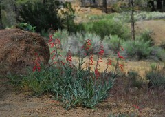 Penstemon centranthifolius