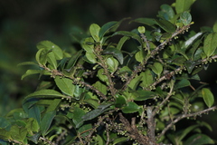 Eurya crenatifolia