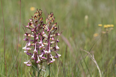 Disa cooperi