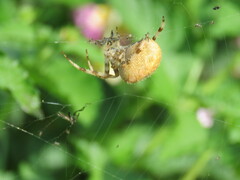 Araneus pallidus