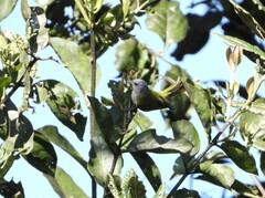 Conirostrum albifrons