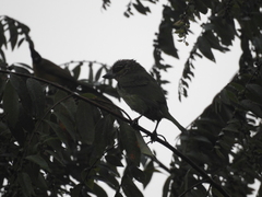 Psilopogon faiostrictus