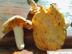 Russula risigallina
