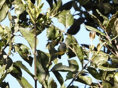 Conirostrum albifrons