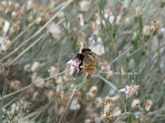 Bombus opifex