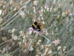 Bombus opifex