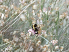 Bombus opifex