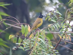 Rubigula flaviventris