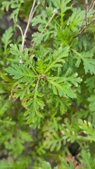 Image of Argyranthemum webbii