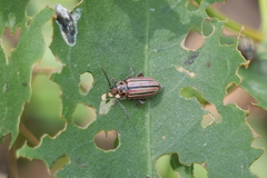 Disonycha bicarinata