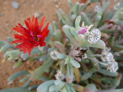 Malephora purpureocrocea