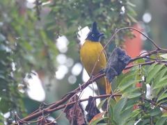 Rubigula flaviventris
