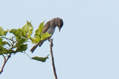 Muscicapa sibirica