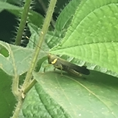 Apalacris varicornis
