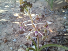 Ledebouria apertiflora