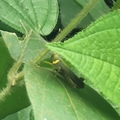 Apalacris varicornis