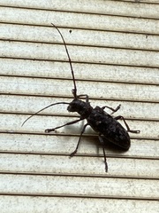 Monochamus